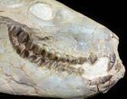 Nice, Oreodont (Merycoidodon) Skull - South Dakota #50811-2